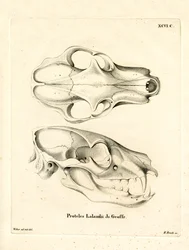 Aardwolf Skul (gravura colorida)
