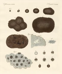 Sobre a organização, o tipo de reprodução e a construção de trufas (gravura colorida)