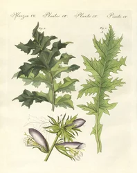 Plantas de acanto (gravura colorida)