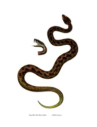 Víbora (cor litho)
