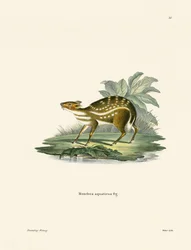 Chevrotain africano (gravura colorida)