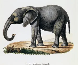 Elefante africano (Elephas africanus), de Mamíferos ilustrados da Natureza com descrições, de Johann Christian Daniel von Schreber (1739-1810), gravada por IC Bock após desenho de A Fleischmann, Alemanha