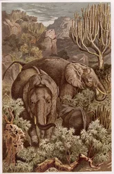Elefante africano, registro de Brehms Tierleben: Allgemeine Kunde des Tierreichs, volume 3, p. 9, publicado pelo Bibliographisches Institut, 1891