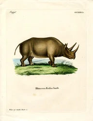 Rinoceronte africano (gravura colorida)