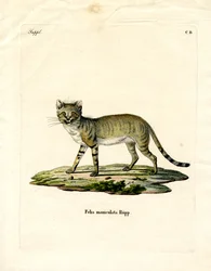 Gato selvagem africano (gravura colorida)