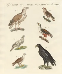 Aves africanas (gravura colorida)