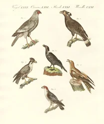Aves africanas (gravura colorida)