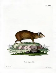 Agouti (gravação a cores)