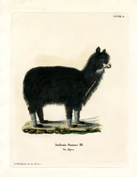 Alpaca (gravação a cores)