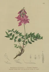 Alpine (urso pouco claras, hedysaroides urso)