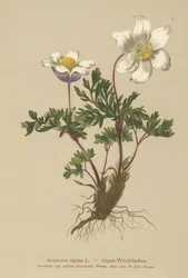 Anêmona Alpina (Anêmona alpina, Pulsatilla alpina)
