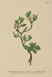 Alpine Bearberry (Arctostaphylos alpina, Arctostaphylos alpinus)