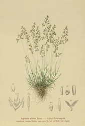 Alpine Bentgrass (Agrostis alpina, Aira flavescens)