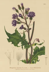 Cardo Alpine Blue Sow (Mulgedium alpinum, Cicerbita alpina)