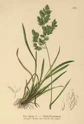 Bluegrass alpino (Poa alpina)