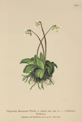 Butterwort alpino (Pinguicula flavescens, Pinguicula alpino)