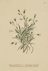 Campion Alpino (Silene quadrifida, Ixoca quadrifida)