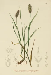 Fleo-alpino (Phleum alpinum)