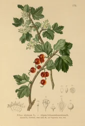 Groselha-dos-Alpes (Ribes alpinum)