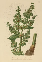 Doca dos Alpes (Rumex alpinus)