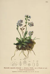 Esquecer-me-não-alpino (Myosotis alpestris, Myosotis silvatica)