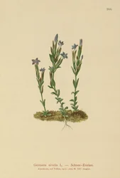 Genciana alpina (Gentiana nivalis)