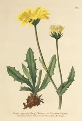 Barba de falcões dos Alpes (Crepis alpestris)
