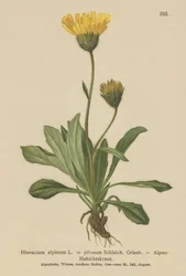 Alpina (Sorghum alpmum Hieracium Alpen Hieracium pilosidade)