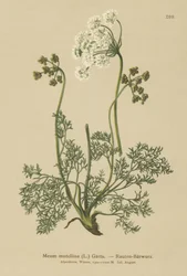 Lovato Alpino (Meum Mutellina, Ligusticum Mutellina)