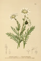 Mayweed alpino (Anthemis alpina, Achillea oxyloba subsp. Schuri)