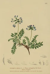 Milkvetch alpino (Astragalus alpinus, Phaca astragalina)