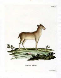 Cervo almiscarado alpino (gravura colorida)