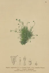 Pérola-de-rosa alpina (Sagina saginoides, Sagina Linnaei, Sagina saxatilis)