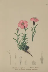 Rosa alpino (alpinus do cravo-da-índia)