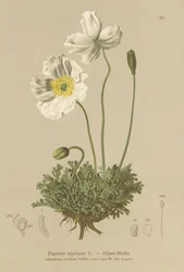 Papoula-dos-Alpes (Papaver alpinum, subsp. Alpinum)