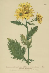 Alpina Sage (Salvia cordifolius Senecio forma Senecio alpinus, Jacobaeus alpina)