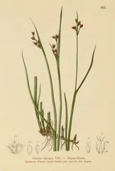 Corrida Alpina (Juncus alpinus, Juncus alpinoarticulatus)
