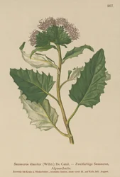 Alpine Saw-wort (Saussurea descolorir)