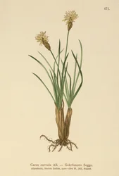 Sedge Alpine (curvula do Carex)