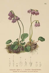 Sino de Neve Alpina (Soldanella alpina)