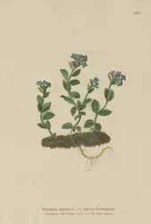 Alpine Speedwell (Veronica alpina)