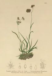 Corrida de madeira alpina (Alpinopilosa lustre, Luzula spadicea)