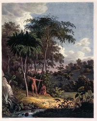 Alsophila, samambaias na Amazônia, tabela XXVIII de 