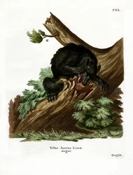 Urso-negro-americano
