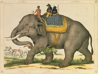 Um elefante costumava caçar seu próprio panfleto pictórico publicado por Joseph Scholz, Mainz, c.1860