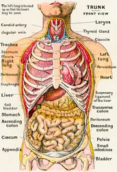 Vista anatómica do torso humano