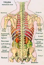 Visão Anatômica do Torso Humano