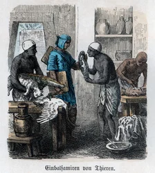 História Antiga. Egito. Embalsamamento de animais ... (gravura)