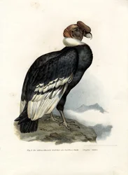 Condor Andino, 1864