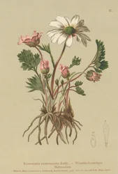 Aranha-anêmona (Ranunculus anemonoides, Callianthemum anemonoides)